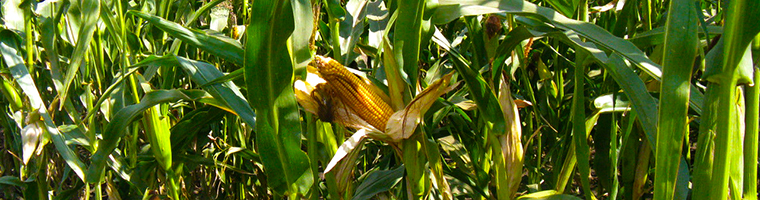 Семена кукурузы солонянский